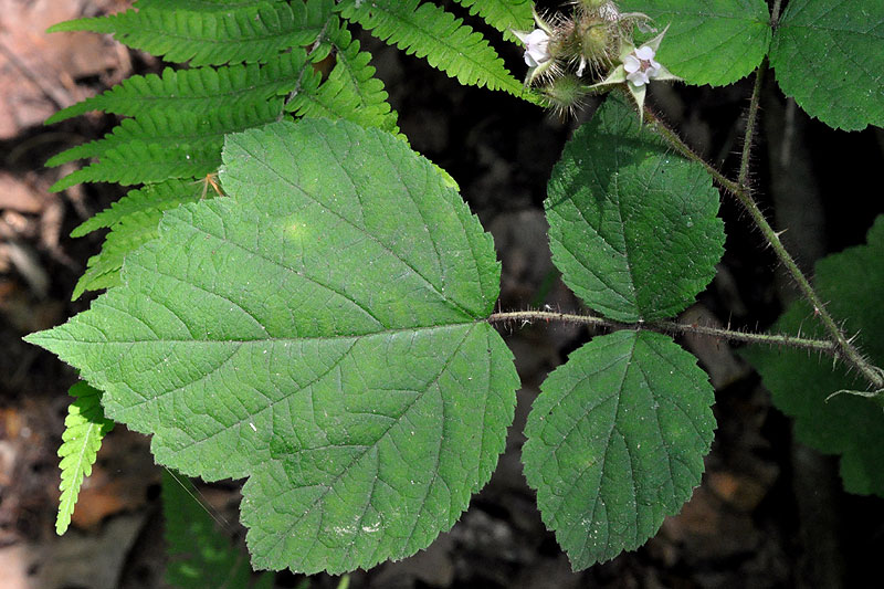 Rubus phoenicolasius