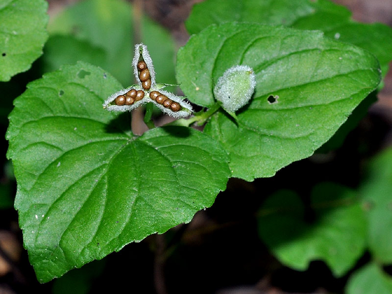 Viola pubescens var. scabriuscula