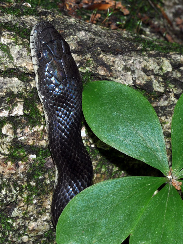 Black rat snake <i>(Elaphe obsoleta)</i><br>White Clay Creek State Park, May 2012