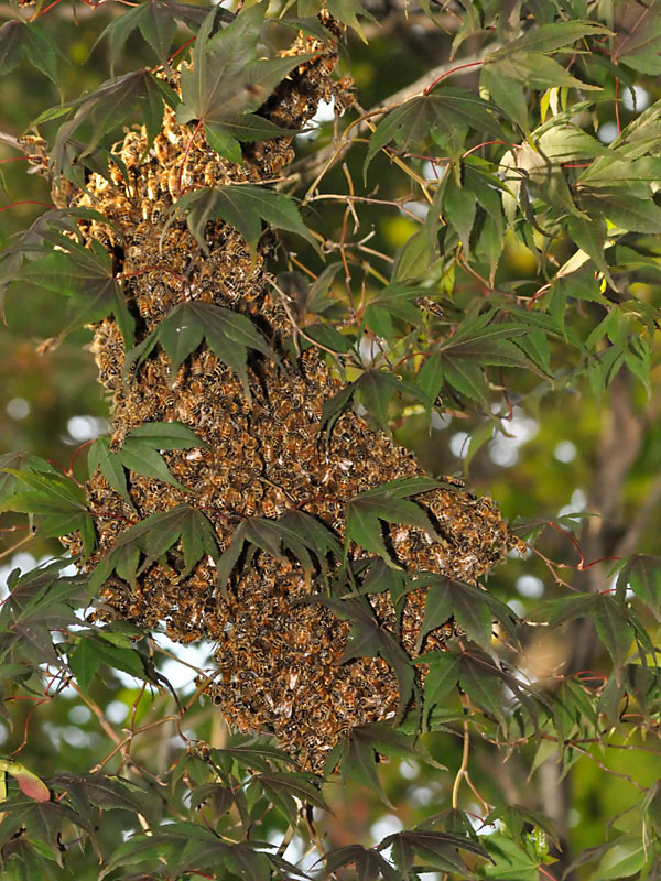 Bees<br>August 7, 2012