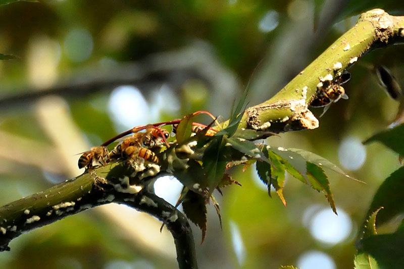 Bees<br>August 10, 2012
