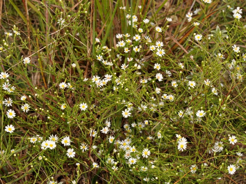 Symphyotrichum depauperatum