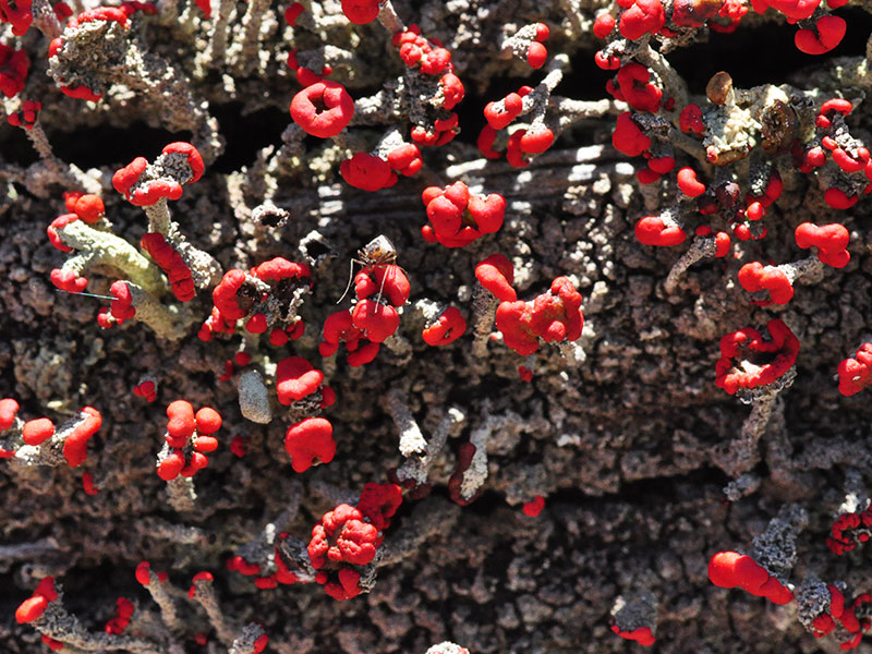 Lichen (<i>Claydonia</i> sp.)<br>Ashland, April 2014