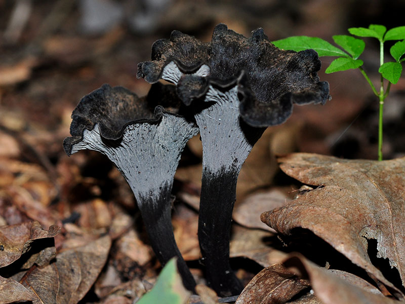 Blackbird State Forest<br>July 2014