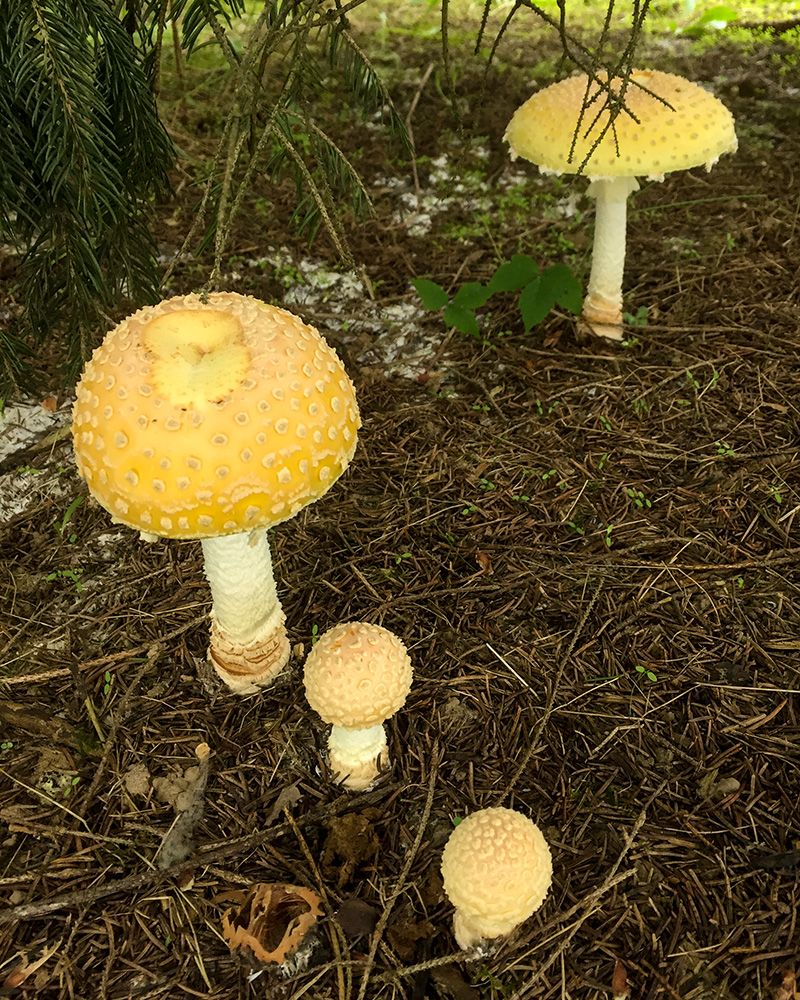 Paper Mill Park<br>October 2018