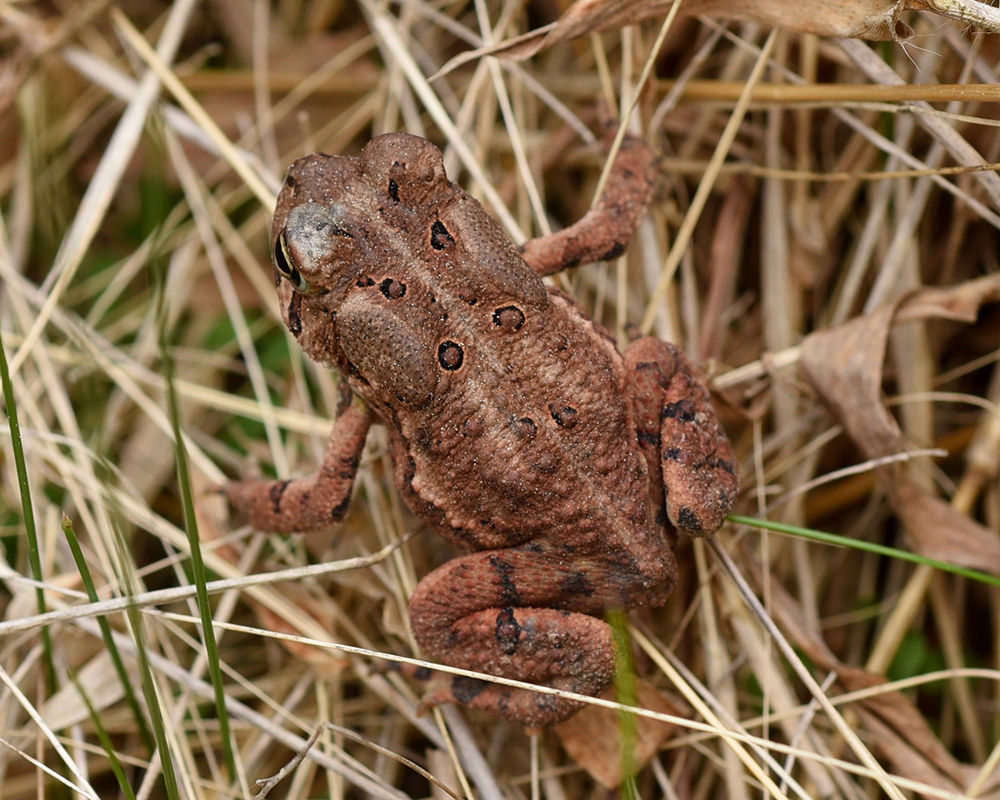 A very small toad, <i>Bufo americanus</i>.