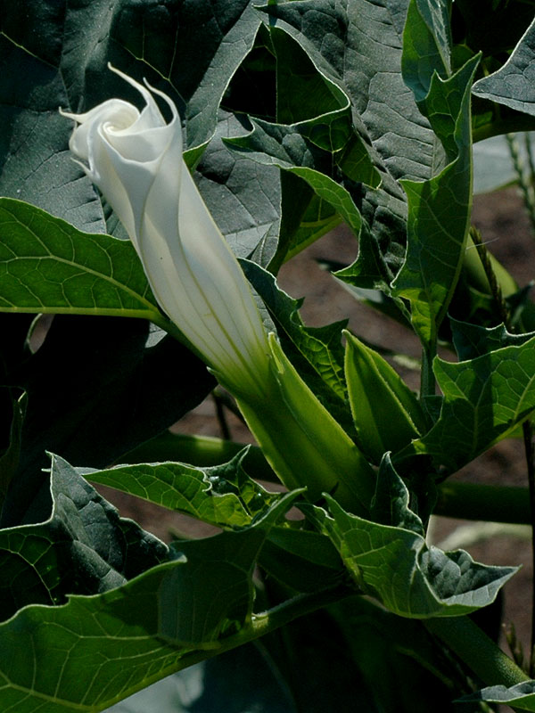 Jimsonweed