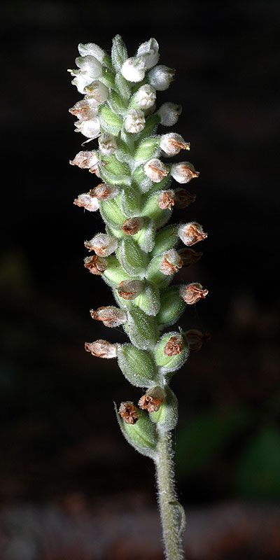 Downy Rattlesnake-plantain