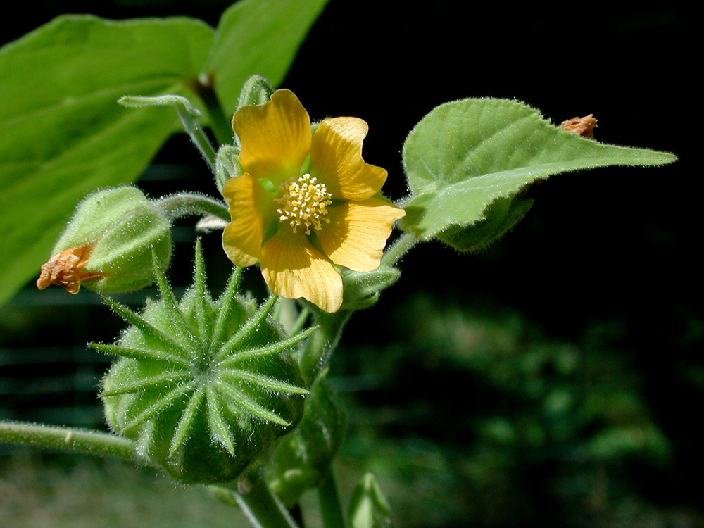 Abutilon theophrasti