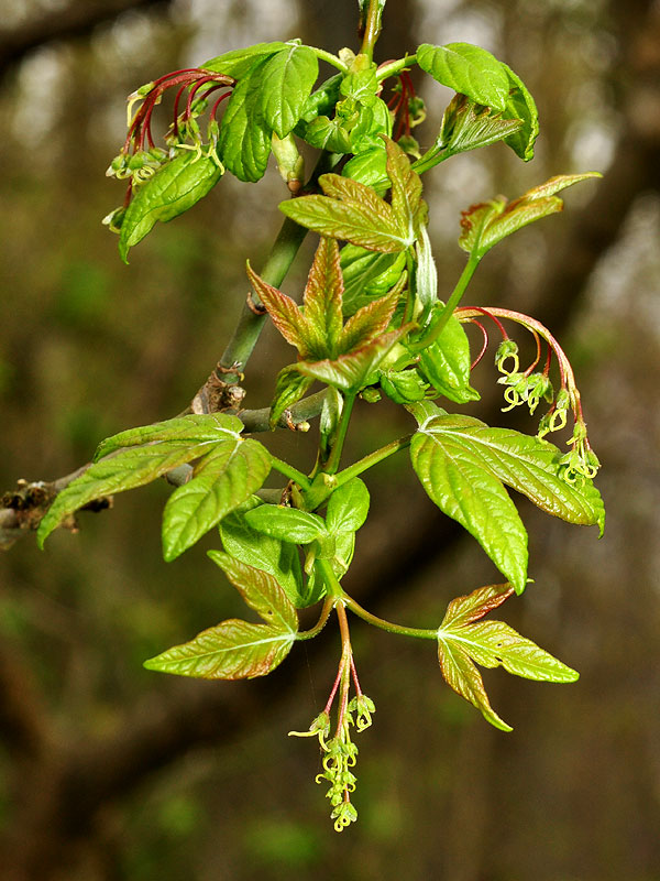 <i>Acer negundo </i>var. <i>negundo</i>