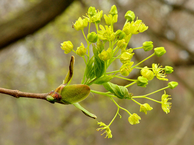 <i>Acer platanoides</i>