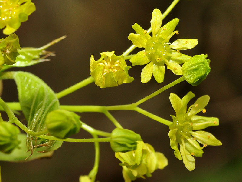 <i>Acer platanoides</i>