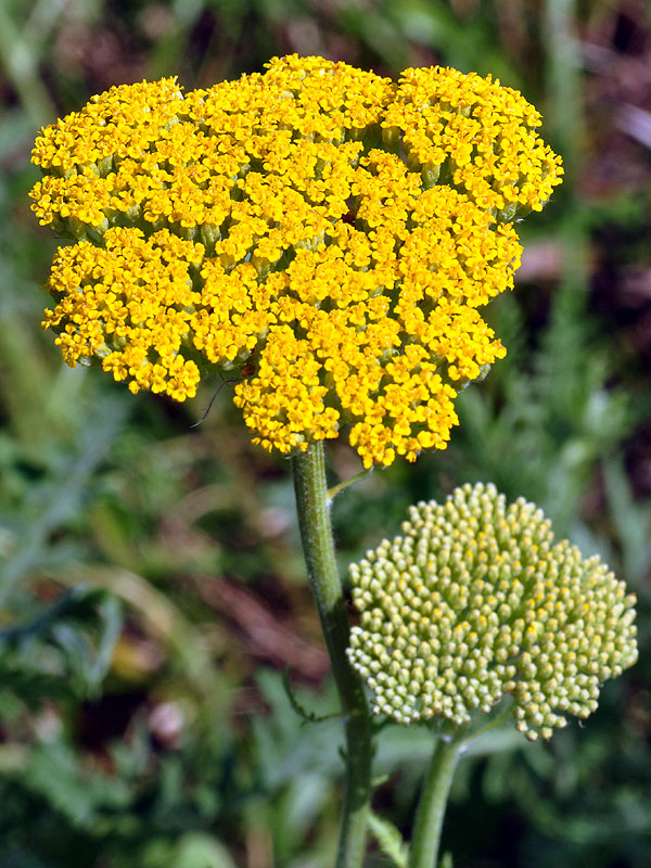 Fernleaf Yarrow