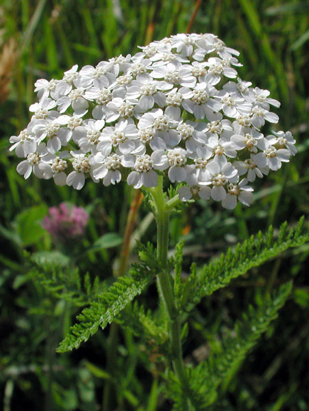 Achillea millefolium