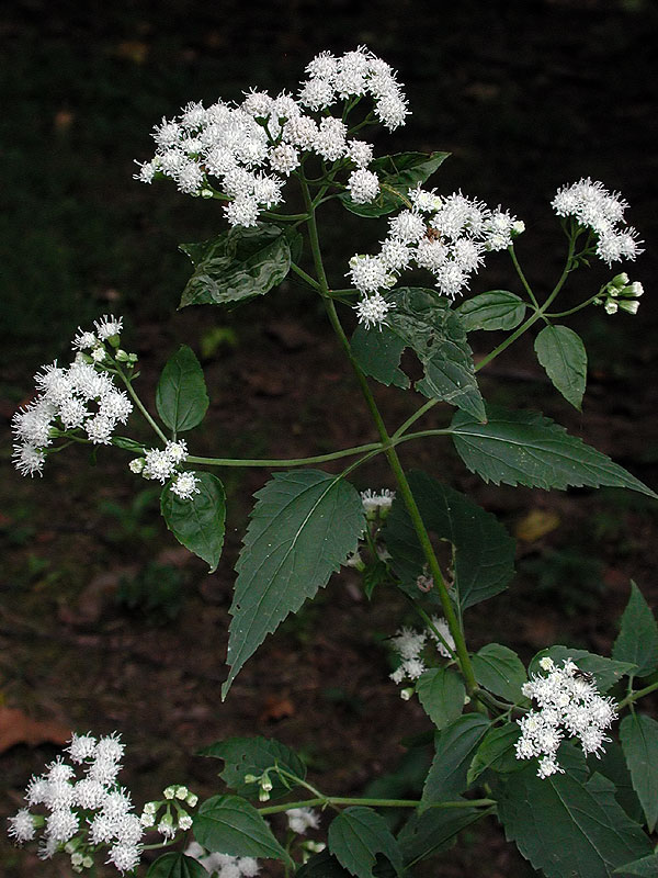 Ageratina altissima var. altissima