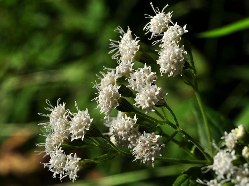 White Snakeroot