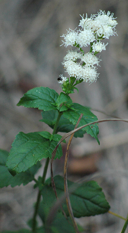 Lesser Snakeroot