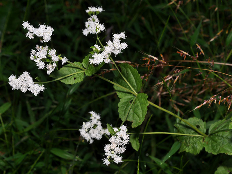 <i>Ageratina aromatica</i>