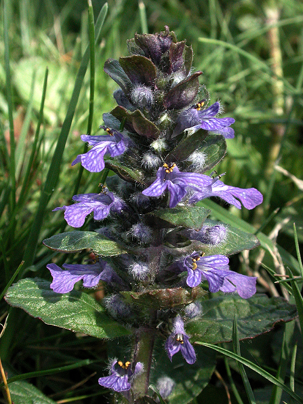 Carpet Bugleweed