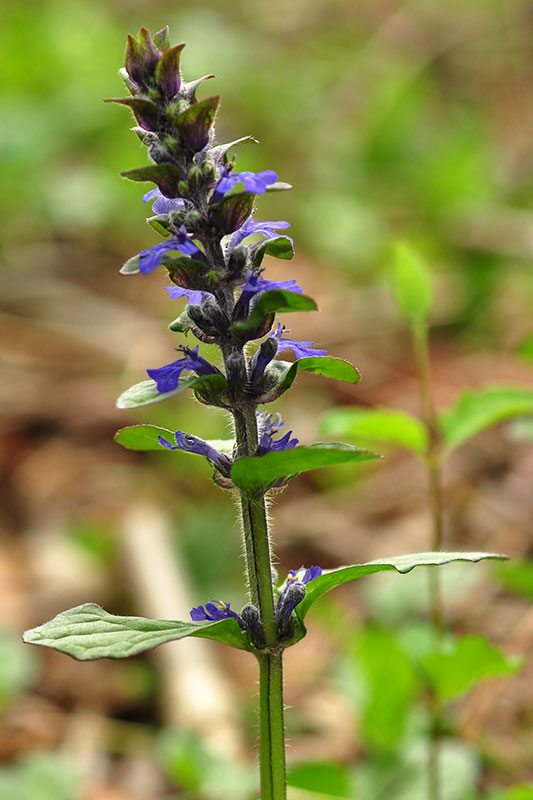 Carpet Bugleweed