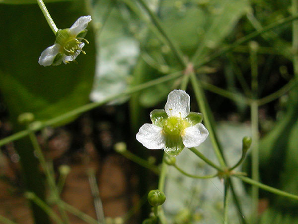 Alisma subcordatum