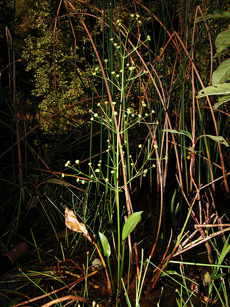 Broadleaf Water-plantain