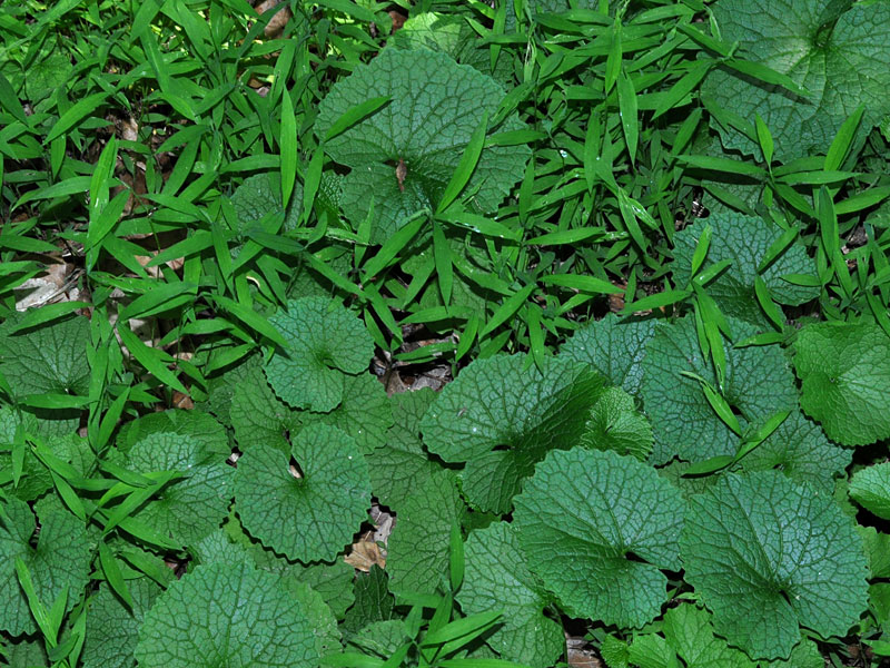 Garlic Mustard