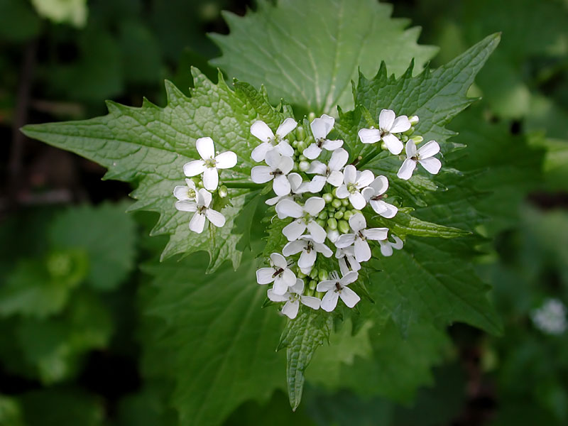 Alliaria petiolata