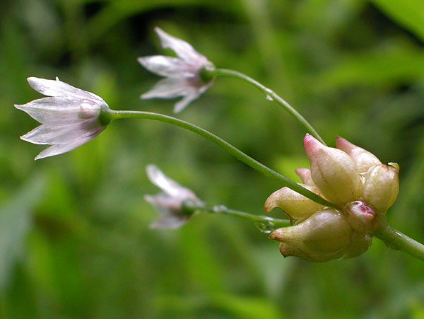 Meadow Onion