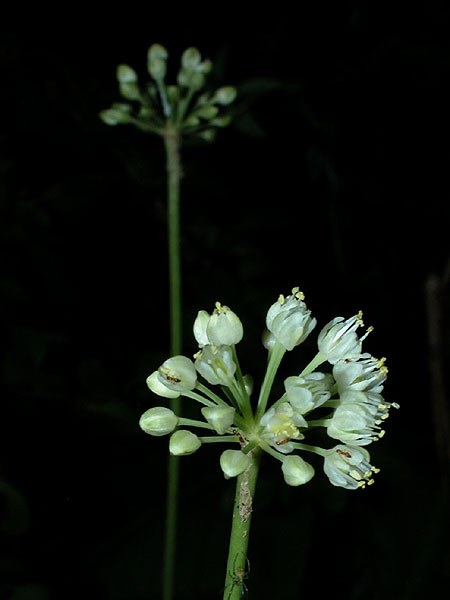 Allium tricoccum