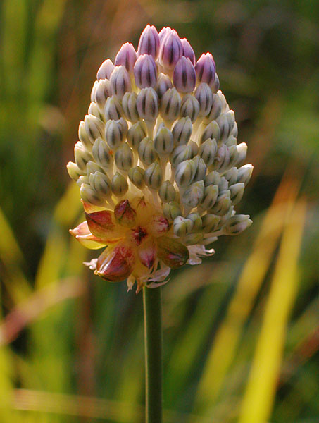 Allium vineale