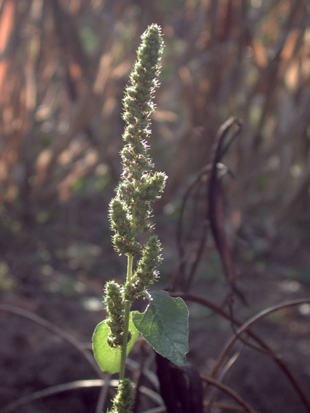 Amaranthus hybridus