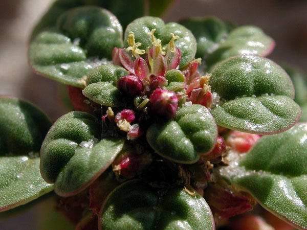 Amaranthus pumilus