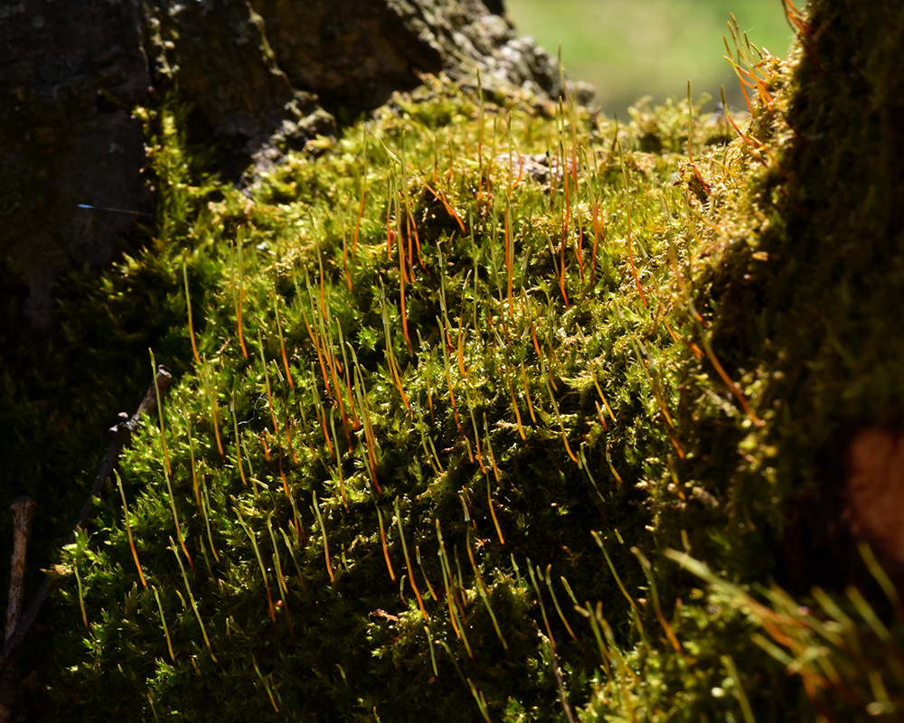 Tangled Thread Moss