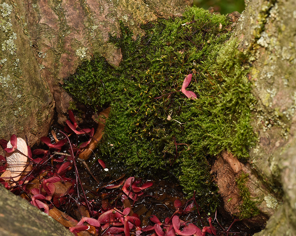 Tangled Thread Moss