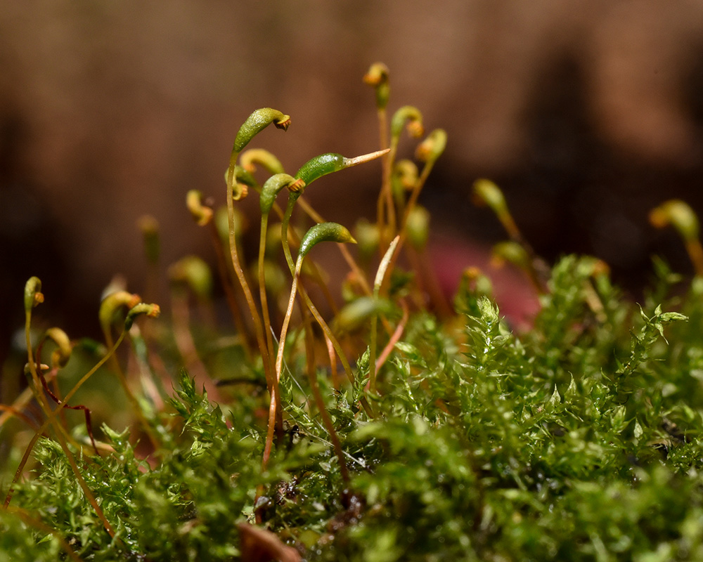 Tangled Thread Moss