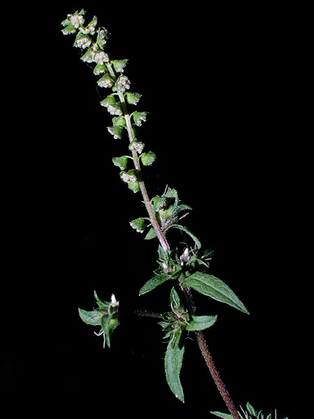 Ragweed