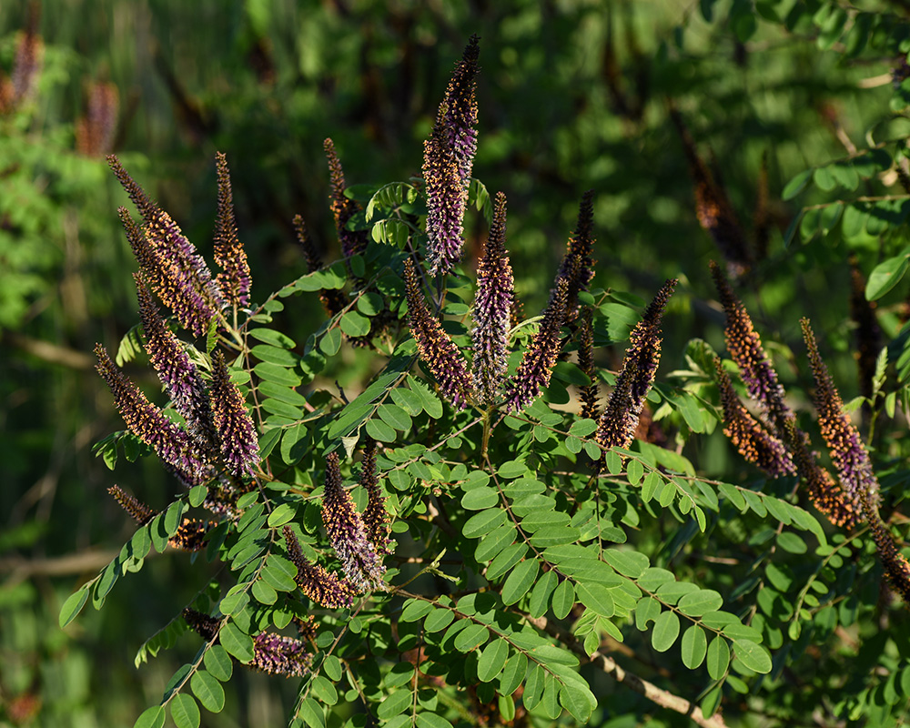 <i>Amorpha fruticosa</i>