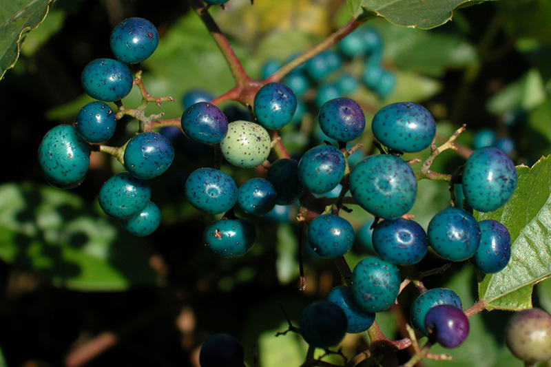 Ampelopsis glandulosa