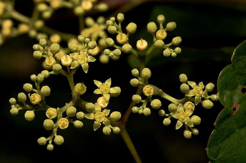 Ampelopsis glandulosa