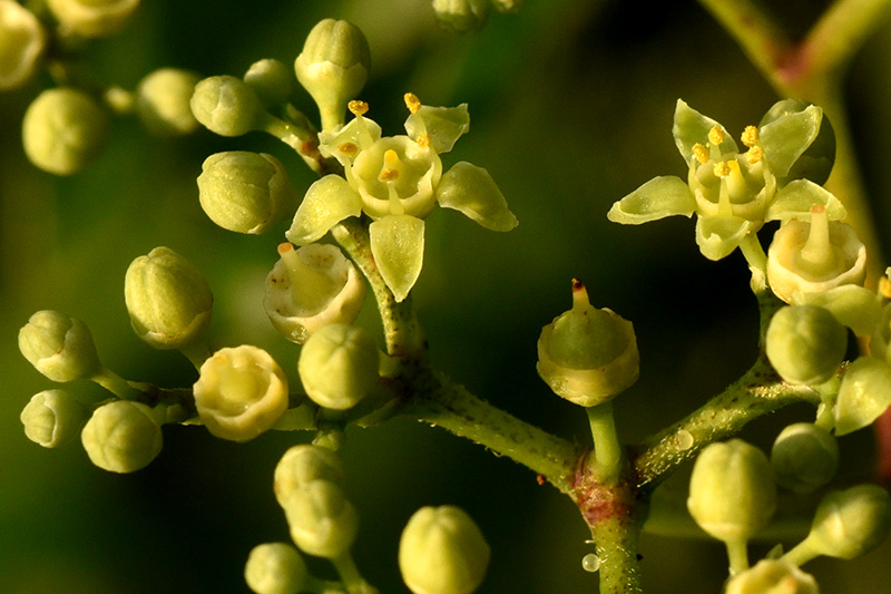 Ampelopsis glandulosa