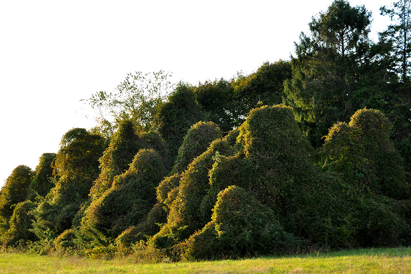 Ampelopsis glandulosa