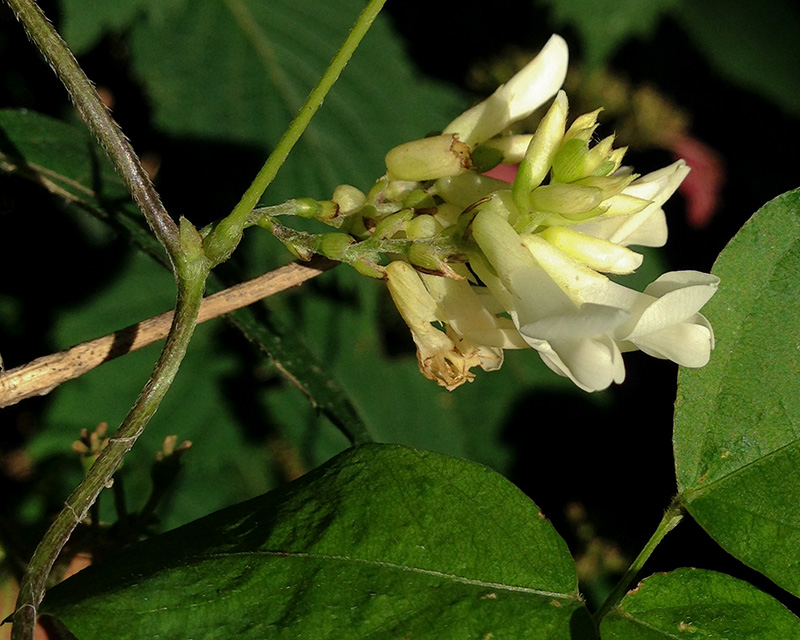 Amphicarpaea bracteata var. bracteata