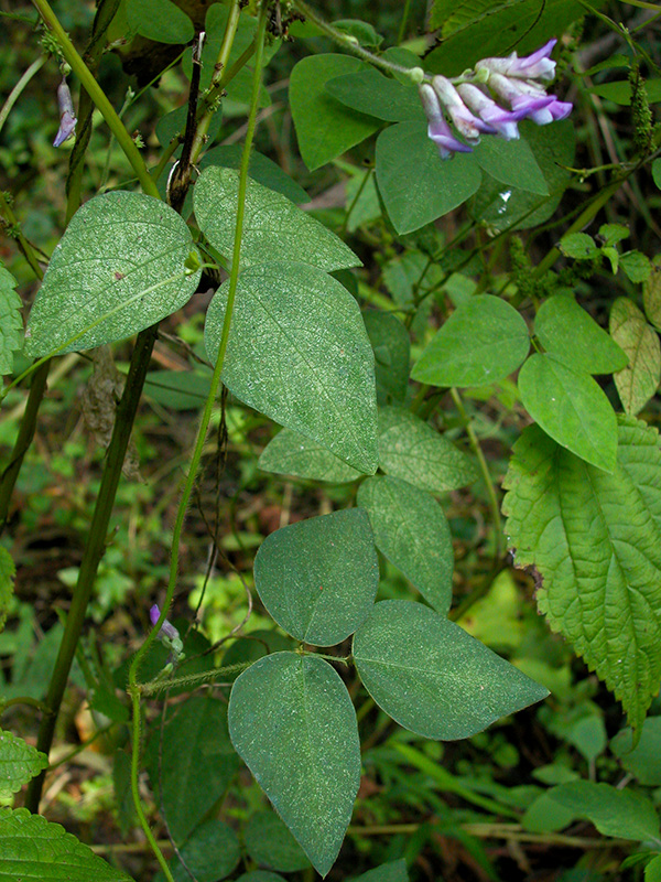 Amphicarpaea bracteata var. comosa