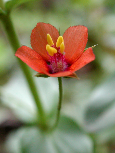 Anagallis arvensis subsp. arvensis