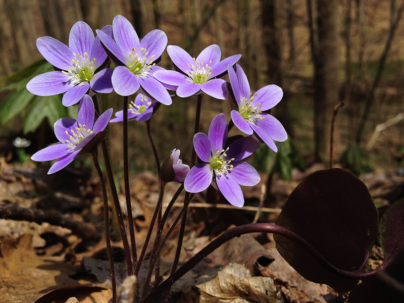 Roundlobed Hepatica