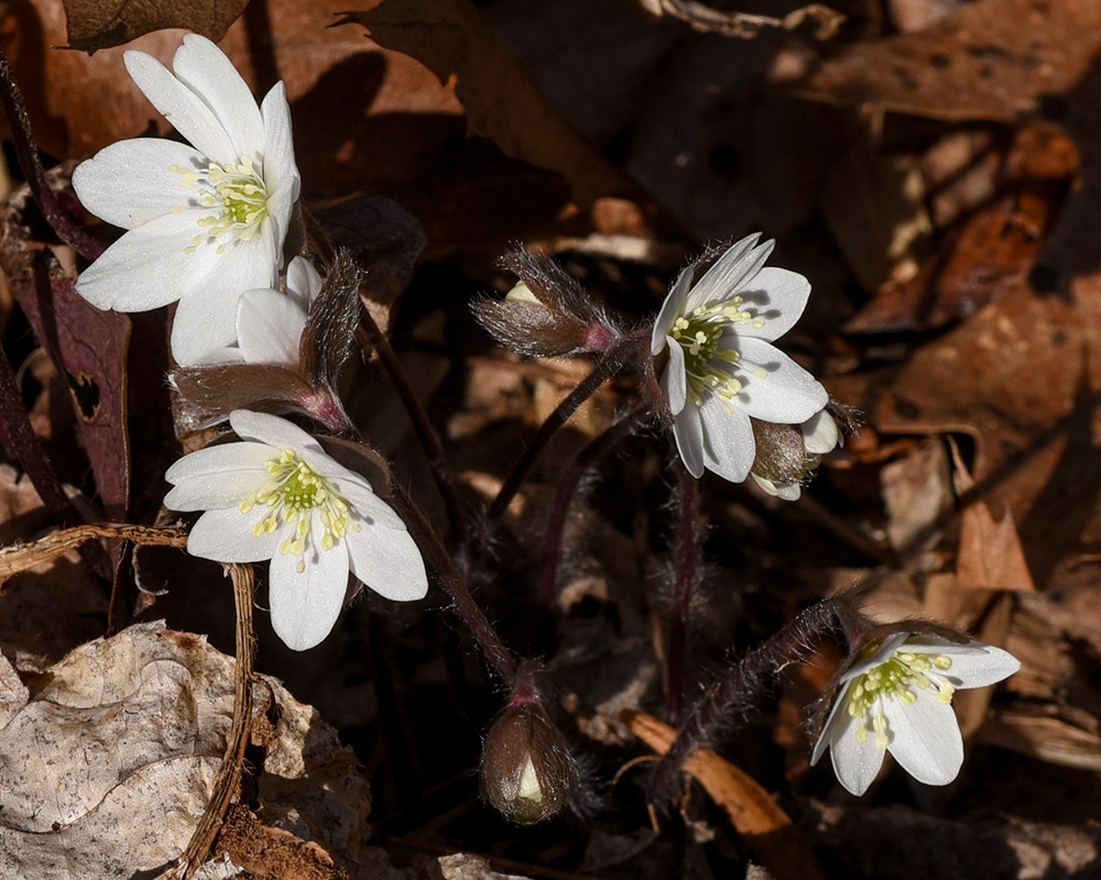 Anemone americana