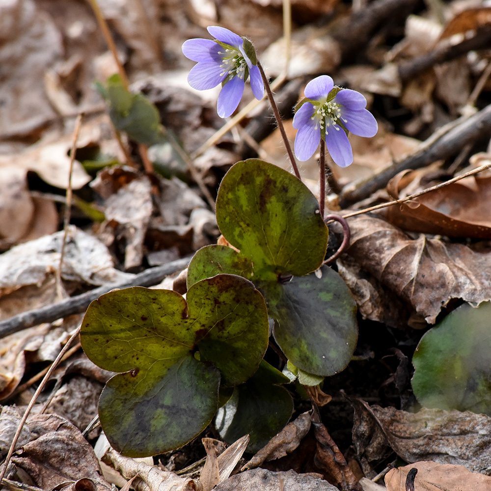 Anemone americana