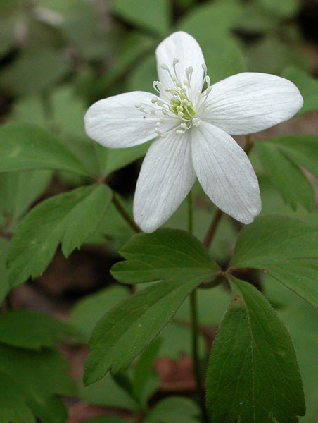 Anemone quinquefolia var. quinquefolia