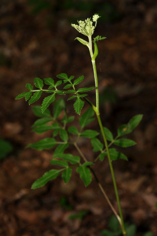 Angelica venenosa